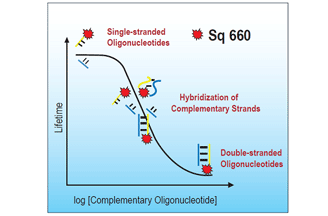 Lifetime-based detection of SNPs. Detection is based on the change of the fluorescence lifetime of the label Square-660